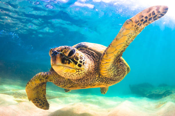 istock Beautiful Hawaiian Green Sea Turtle 890342254
