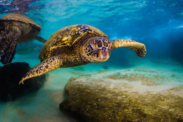 istock Beautiful Hawaiian Green Sea Turtle 890343842