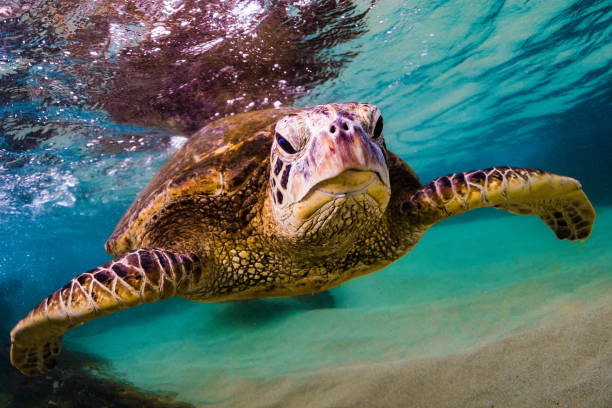 istock Beautiful Hawaiian Green Sea Turtle 890346656