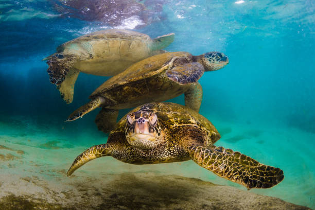 istock Beautiful Hawaiian Green Sea Turtle 890348736