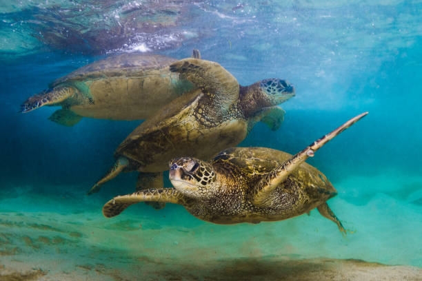 istock Beautiful Hawaiian Green Sea Turtle 890348930