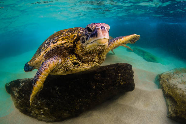 istock Beautiful Hawaiian Green Sea Turtle 890349046