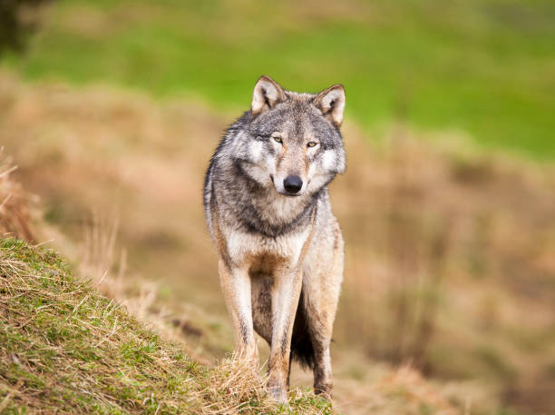 Wolf A Gray Wolf. Taken in Scotland, UK timber wolf stock pictures, royalty-free photos & images