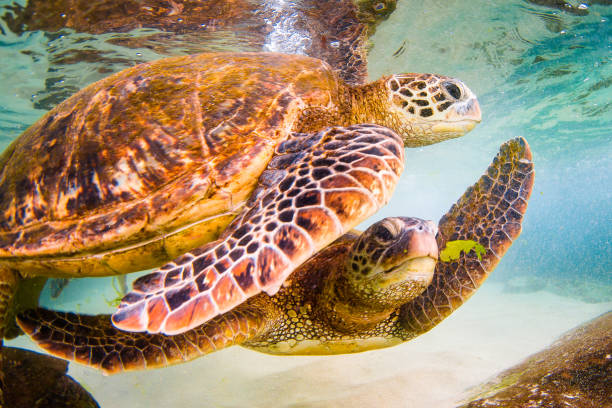 istock Beautiful Hawaiian Green Sea Turtle 890349694