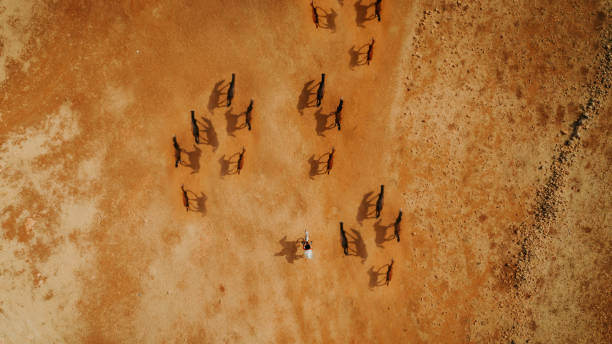 foto aérea de caballos comiendo heno en día de verano soleado, altura de la vista superior - desert animals fotografías e imágenes de stock