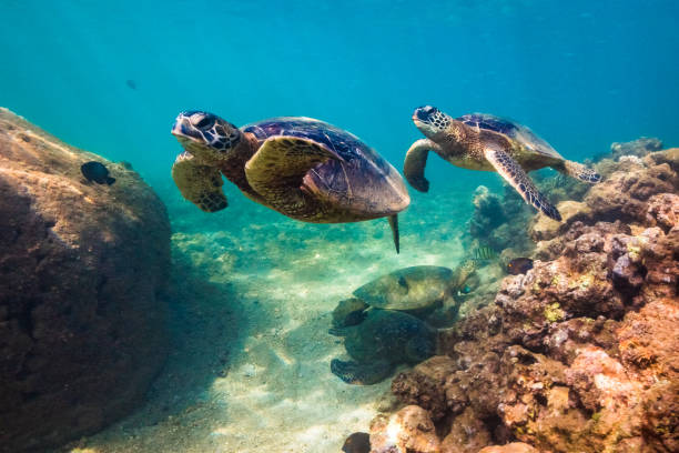 istock Beautiful Hawaiian Green Sea Turtle 890353860