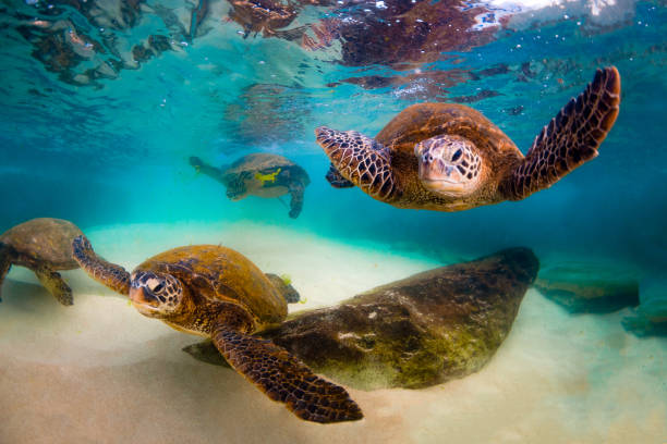 istock Beautiful Hawaiian Green Sea Turtle 890354640