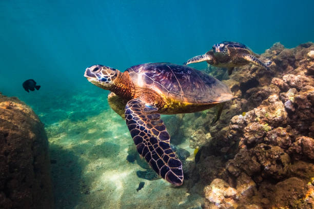 istock Beautiful Hawaiian Green Sea Turtle 890354750