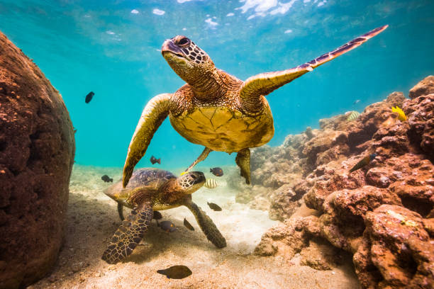istock Beautiful Hawaiian Green Sea Turtle 890358204