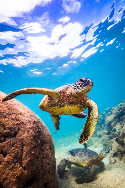 tortuga hawaiana mar verde - stanislaus county fotografías e imágenes de stock