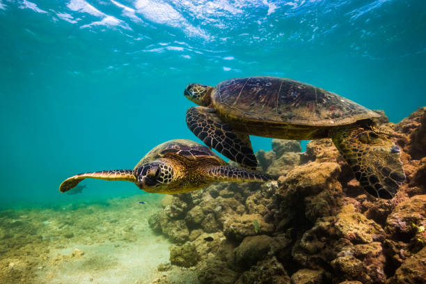 istock Beautiful Hawaiian Green Sea Turtle 890358302