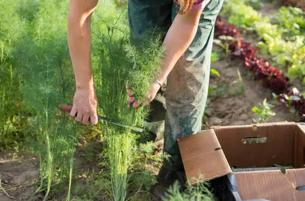Farm worker harvesting dill at an organic farm in the Midwest.