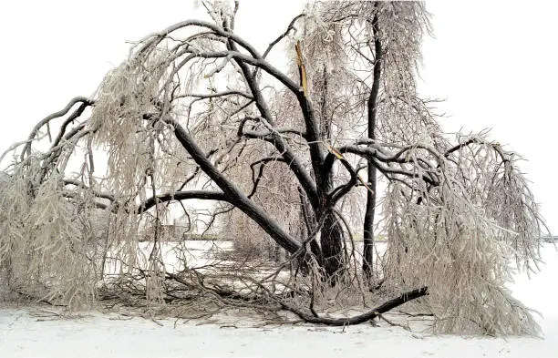 This shot shows a large tree, almost completely collapsed under the weight of ice rain, during a recent winter. The shot is a scan from a slide and has some "noise" in it, but is visually quite strong.