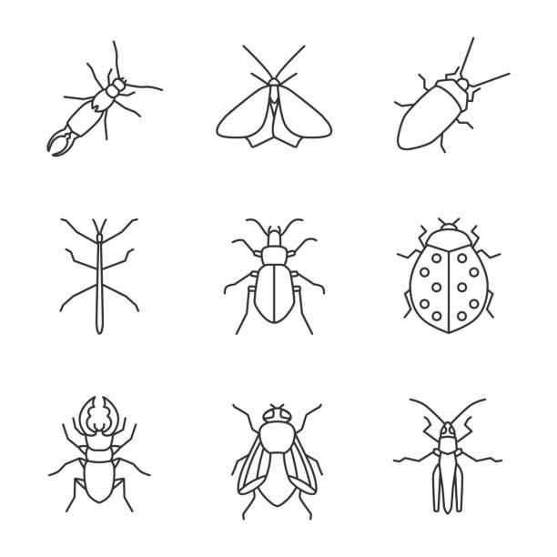 Insects icons Insects linear vector icons. Thin line. Earwig, moth, cockroach, stick bug, ground and stag beetles, ladybug, housefly, grasshopper ground beetle stock illustrations