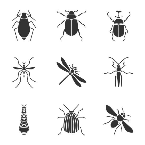 illustrazioni stock, clip art, cartoni animati e icone di tendenza di icone degli insetti - rhinoceros beetles