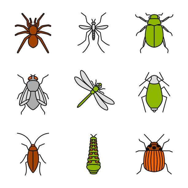 bildbanksillustrationer, clip art samt tecknat material och ikoner med insekter-ikoner - melolontha melolontha