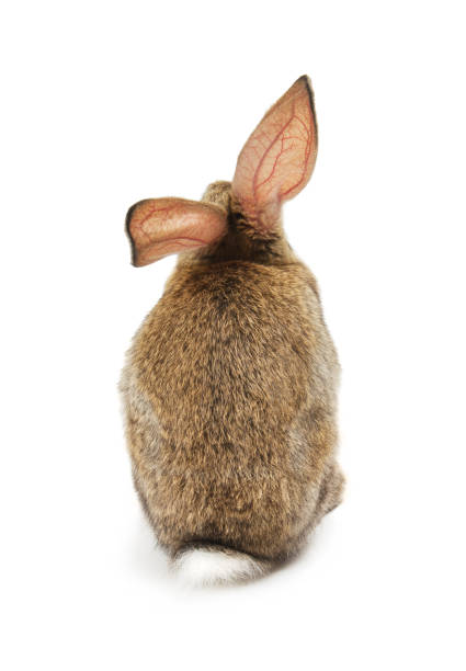 istock Happy New Year of rabbit 890365990