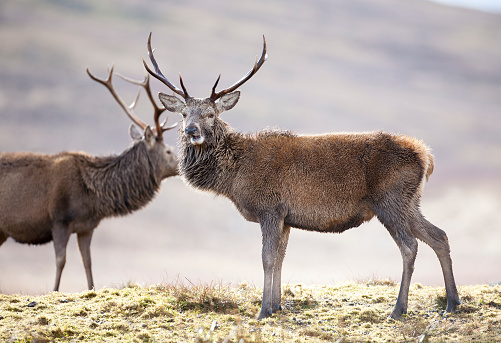 A Red deer Stag. Taken in Inverness, Scotland