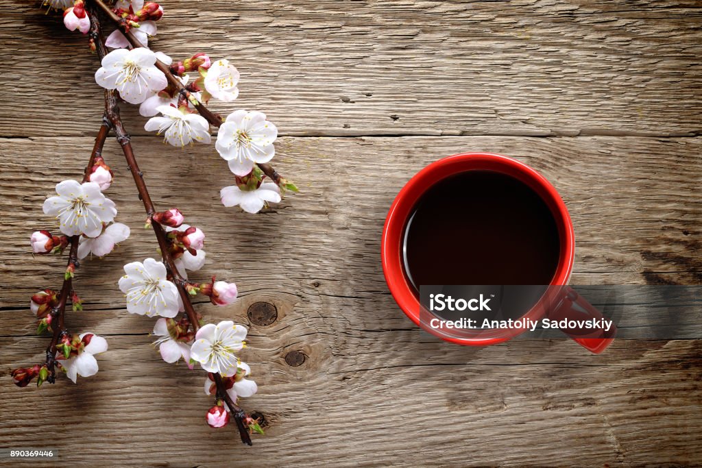 Apricot spring flowers and coffee cup on wooden background Apricot Stock Photo