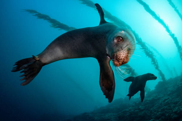 leoni marini della california - sea lion foto e immagini stock