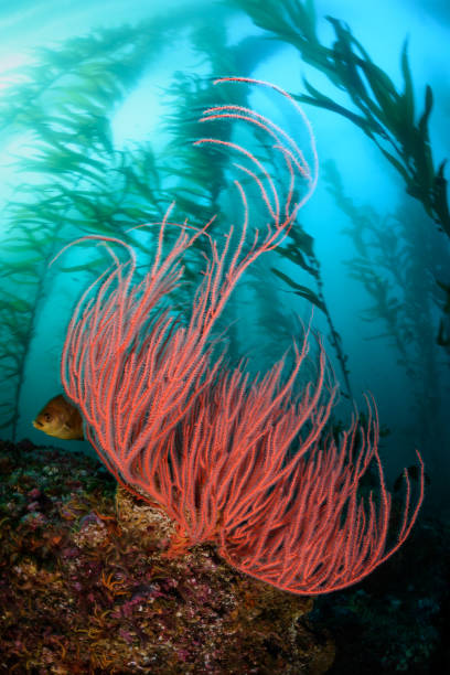 istock Red Gorgonian Sea Fan 890369490