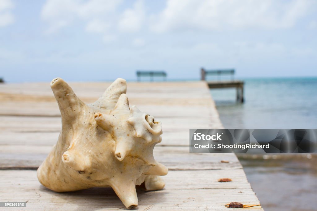 Greanda Sea Shell Seashell On A Dock Stock Photo - Download Image Now - Bench, Caribbean ...