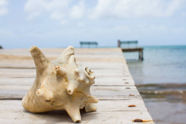 Seashell on a Dock stock photo