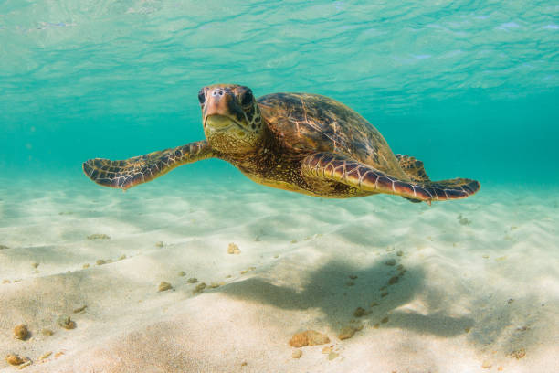 istock Beautiful Hawaiian Green Sea Turtle 890372754