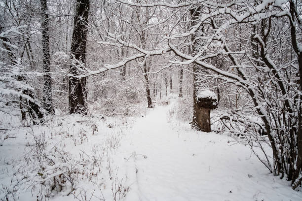 istock Snowing over the trees and way 890372810