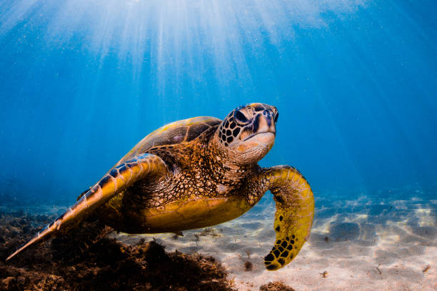 istock Beautiful Hawaiian Green Sea Turtle 890372838