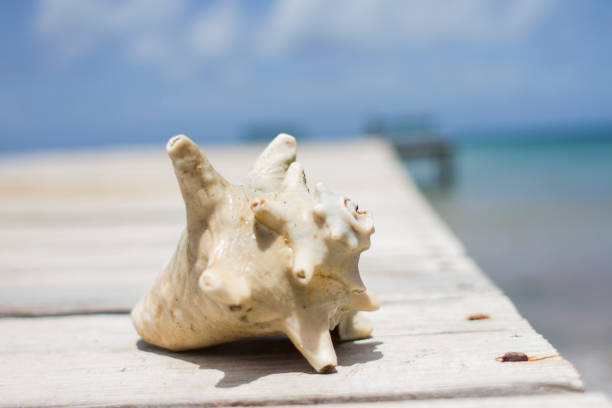 Conch Shell on a Dock stock photo
