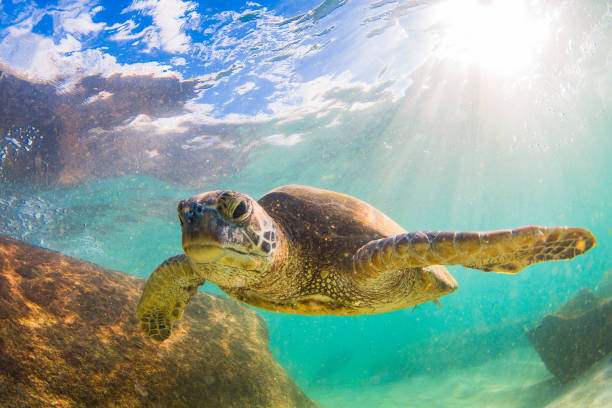 istock Beautiful Hawaiian Green Sea Turtle 890373024