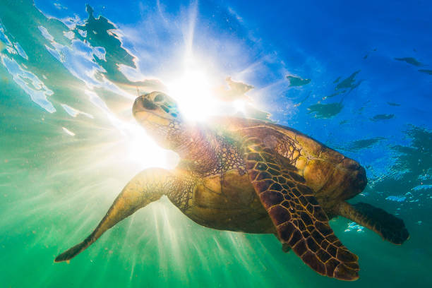 istock Beautiful Hawaiian Green Sea Turtle 890377486