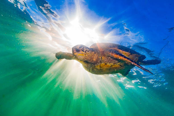 istock Beautiful Hawaiian Green Sea Turtle 890377512