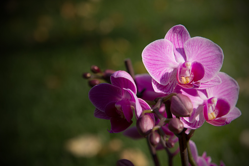Lovely Orchid Flower