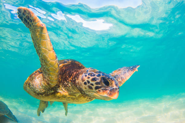 istock Beautiful Hawaiian Green Sea Turtle 890380146