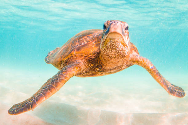 istock Beautiful Hawaiian Green Sea Turtle 890380340