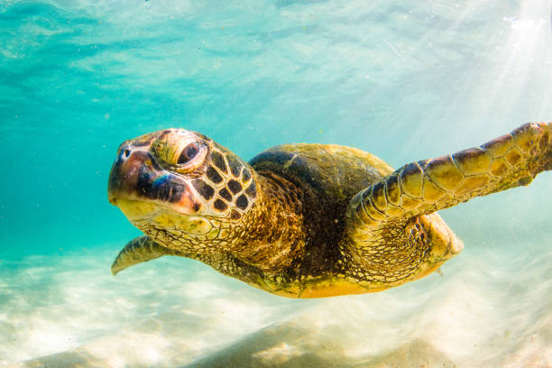 istock Beautiful Hawaiian Green Sea Turtle 890380356
