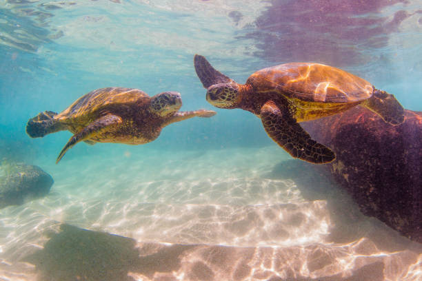 istock Beautiful Hawaiian Green Sea Turtle 890380368