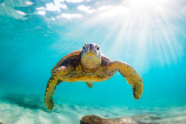 Beautiful Hawaiian Green Sea Turtle Hawaiian Green Sea Turtle Basking in the warm waters of the Pacific Ocean green turtle stock pictures, royalty-free photos & images
