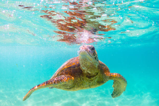 istock Beautiful Hawaiian Green Sea Turtle 890380588
