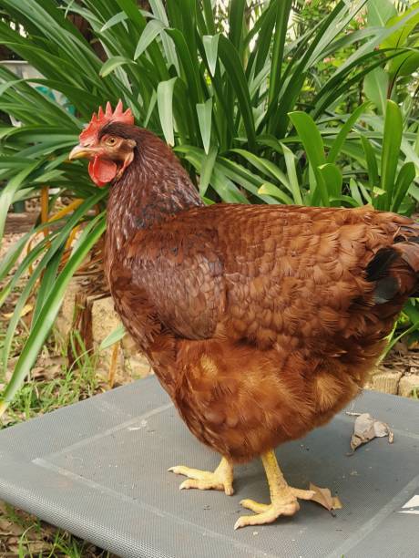 istock Free-range hen foraging in grassy yard. 890383600