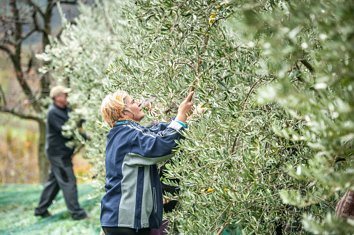 Senior Woman Harvesting Olives