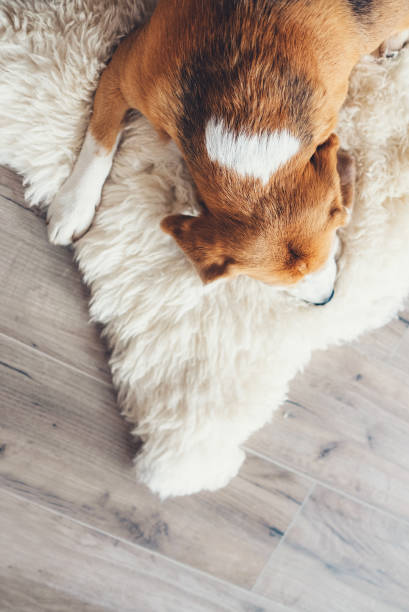 istock Sleeping beagle on the sheepskin top view image 890408140