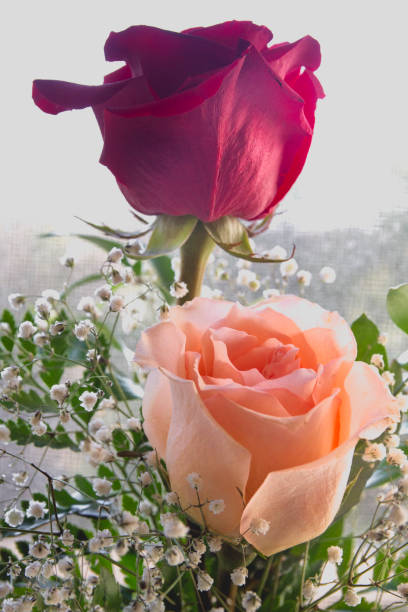 Red And Peach Roses With Babys Breath Stock Photo - Download Image Now -  Abundance, Anniversary, Arrangement - iStock