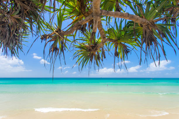 istock Byron Bay's main beach looking at Jullian Rocks through panadanus palms with blue water 890412608