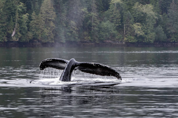 istock Humpback whale fluke, close up 890415160