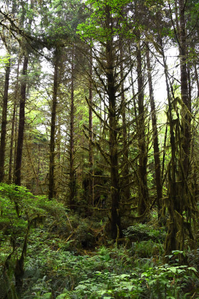 istock Prairie Creek Redwoods State Park 890420502