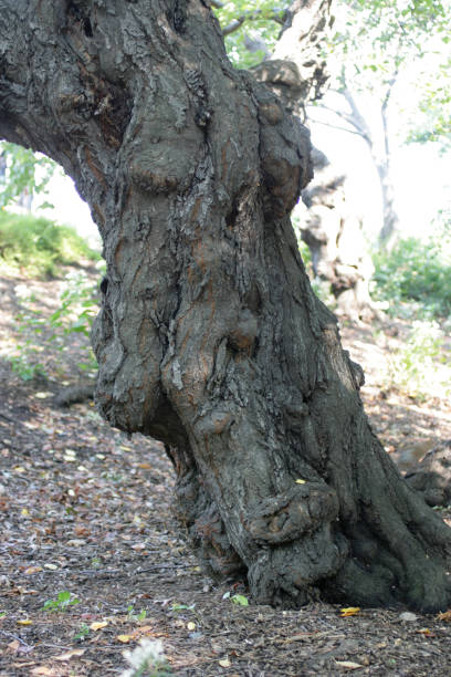 istock A vision for the humanity of the trees. 890423448