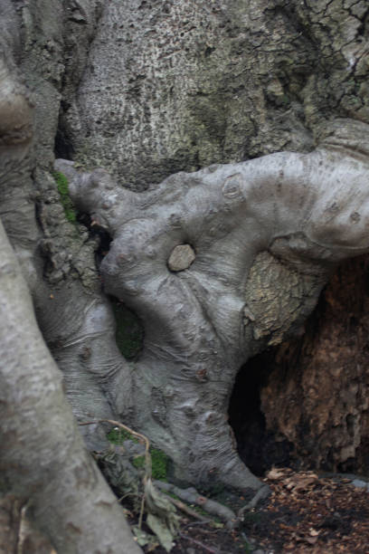 istock A vision for the humanity of the trees. 890423650